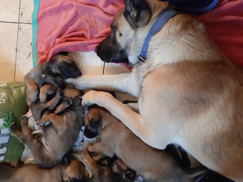 Ciobanesc belgian (Malinois)